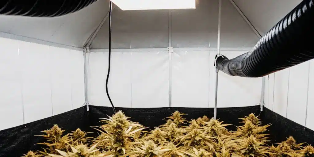 Cannabis flowering room with ventilation ducts and climate-controlled indoor cultivation setup.