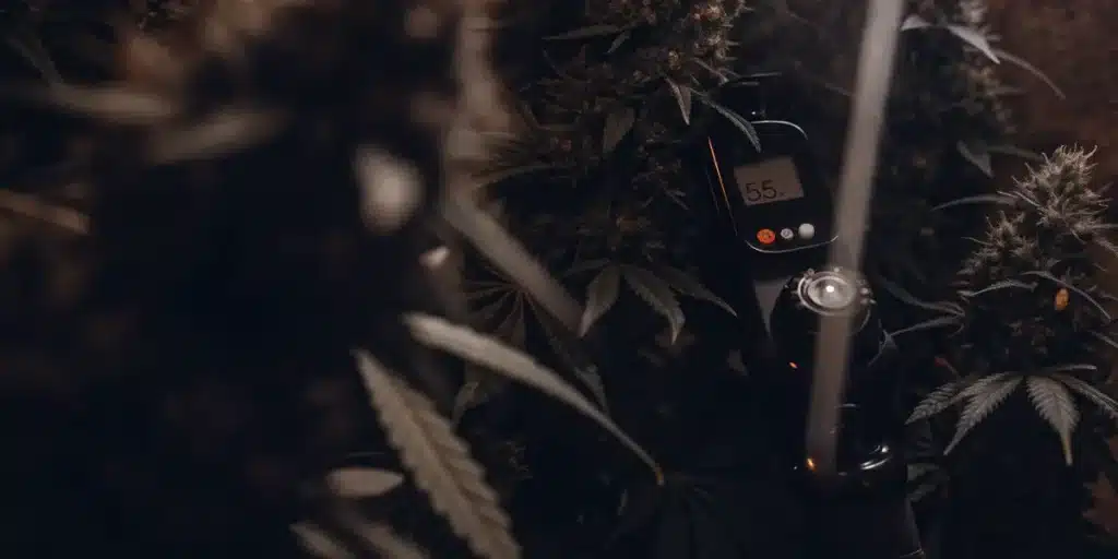 Cannabis plants growing indoors beside a temperature and humidity control device in a dark grow room.