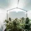 Indoor cannabis grow tent with ventilation fans and flowering marijuana plants under controlled climate conditions.