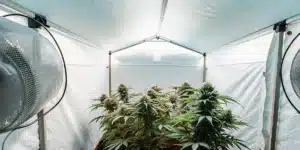 Indoor cannabis grow tent with ventilation fans and flowering marijuana plants under controlled climate conditions.