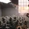 Cannabis grower inspecting flowering marijuana plants inside a professional indoor cultivation room with controlled lighting.