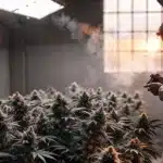 Cannabis grower inspecting flowering marijuana plants inside a professional indoor cultivation room with controlled lighting.