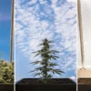 Comparison of cannabis plants at different growth stages under outdoor and indoor cultivation conditions.