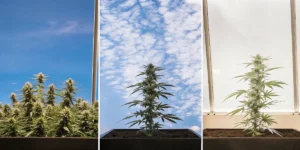 Comparison of cannabis plants at different growth stages under outdoor and indoor cultivation conditions.