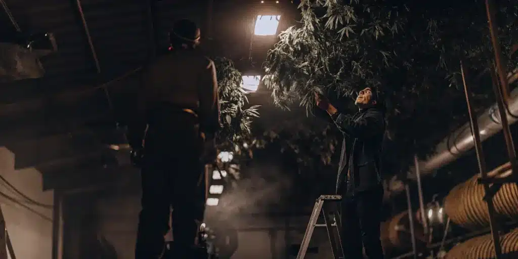 Workers inspecting hanging cannabis plants during the indoor cannabis drying and curing process.