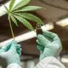 Scientist holding cannabis leaf and CBD oil bottle in research laboratory.