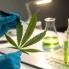 Scientist using pipette on cannabis leaf with test tubes and green liquid in laboratory.