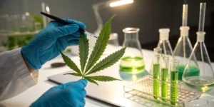 Scientist using pipette on cannabis leaf with test tubes and green liquid in laboratory.