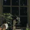 Scientist examining a cannabis plant beside a microscope in a dark laboratory setting.