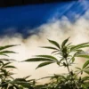 Cannabis plants growing indoors with visible humidity and mist surrounding the canopy.