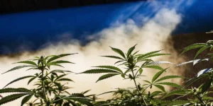 Cannabis plants growing indoors with visible humidity and mist surrounding the canopy.