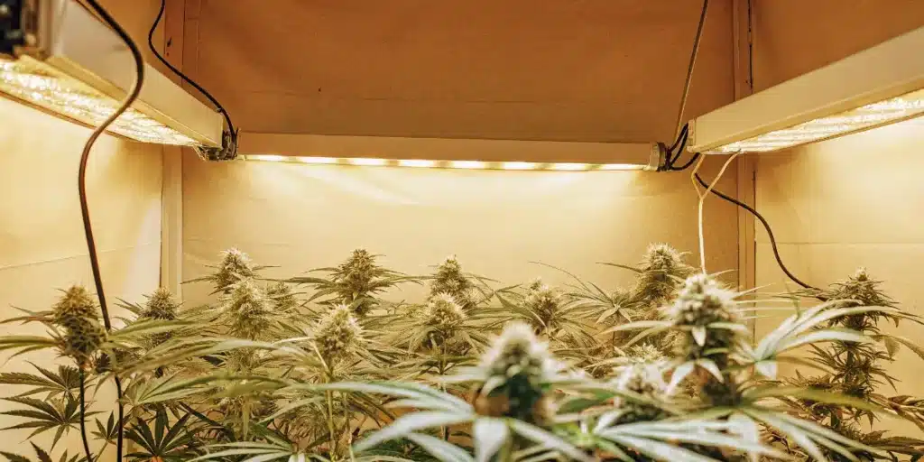 Healthy cannabis plants flowering under LED grow lights inside a compact indoor cultivation setup.