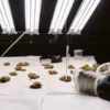 Laboratory technician analyzing multiple cannabis samples under bright testing lights in a research facility.