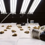Laboratory technician analyzing multiple cannabis samples under bright testing lights in a research facility.