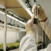 Laboratory technician examining cannabis sample inside test tube under grow lights.
