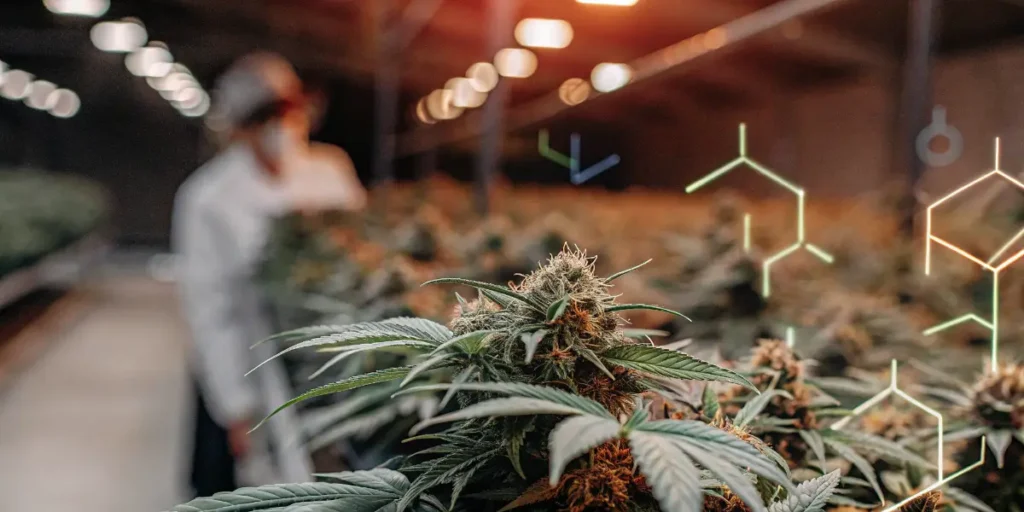 Cannabis buds in an indoor grow facility with terpene molecular graphics and laboratory worker in background.