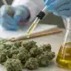 Cannabis THC Oil Laboratory Testing
