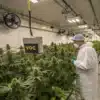 Workers inspecting cannabis plants in an indoor grow room with VOC monitoring equipment and controlled ventilation systems.