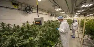 Workers inspecting cannabis plants in an indoor grow room with VOC monitoring equipment and controlled ventilation systems.