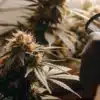 Grower inspecting cannabis buds with a magnifying glass to check trichome maturity.