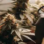 Grower inspecting cannabis buds with a magnifying glass to check trichome maturity.