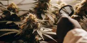 Grower inspecting cannabis buds with a magnifying glass to check trichome maturity.