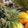 Resinous cannabis plant displayed beside fresh lemons and oranges in natural sunlight.