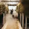 Commercial cannabis curing room with hanging marijuana buds and controlled airflow for post-harvest drying.