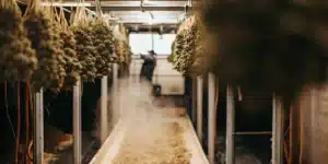 Commercial cannabis curing room with hanging marijuana buds and controlled airflow for post-harvest drying.