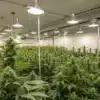 Large commercial indoor cannabis grow facility with ventilation fans, LED lighting, and flowering marijuana plants.