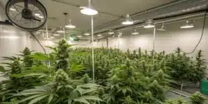 Large commercial indoor cannabis grow facility with ventilation fans, LED lighting, and flowering marijuana plants.