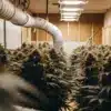 Commercial indoor cannabis grow room with large ventilation ducts and flowering marijuana plants under LED lighting.