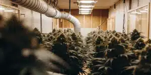 Commercial indoor cannabis grow room with large ventilation ducts and flowering marijuana plants under LED lighting.