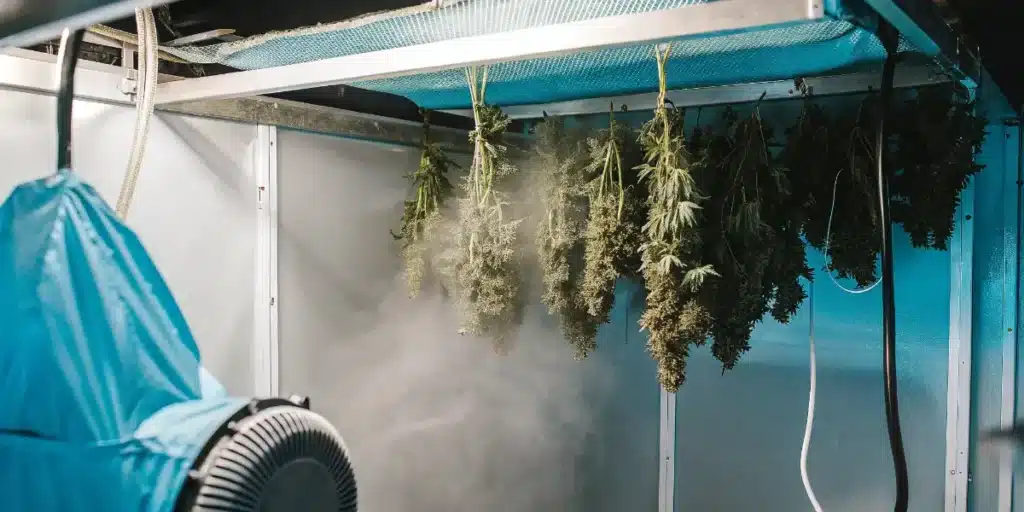 Controlled cannabis drying environment with hanging marijuana branches, airflow equipment, and humidity management systems.