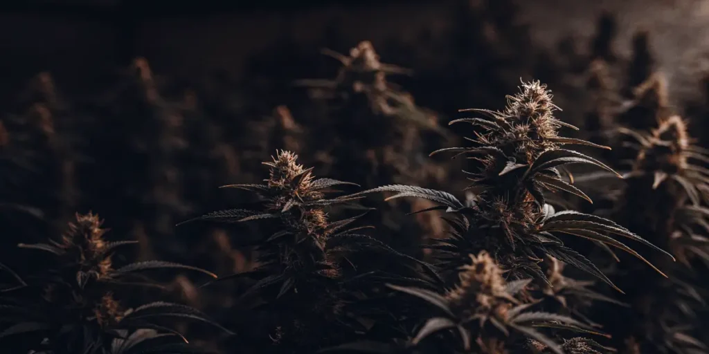 GG4 cannabis plants flowering in a dark indoor grow room with resin-rich buds.