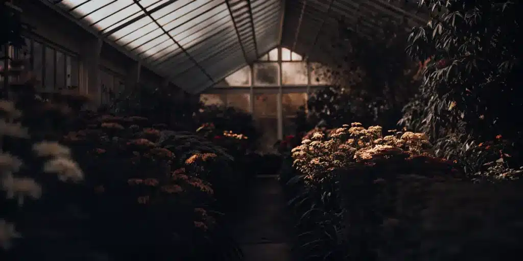 Dimly lit greenhouse interior filled with cultivated plants under soft natural light.