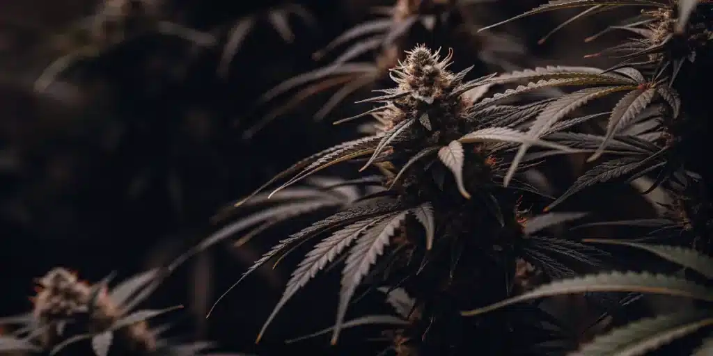 Close-up of flowering cannabis plants in a dark indoor grow room with dense resin-covered buds.