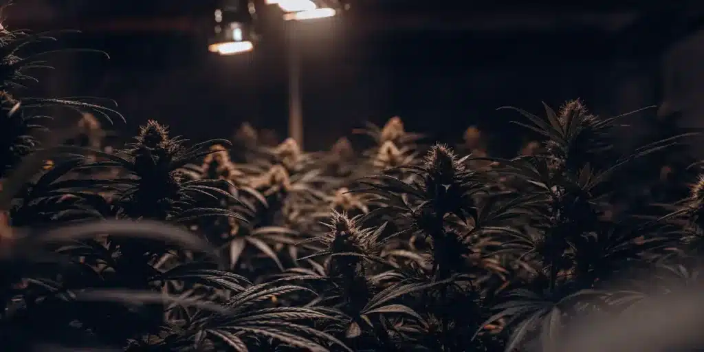 Indoor cannabis flowering room filled with mature marijuana plants under dim artificial lighting. The image showcases dense cannabis buds, controlled low-light conditions, and a professional cultivation environment designed for premium flower production.