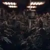 Indoor cannabis grow room with mature flowering plants under dim LED grow lights.