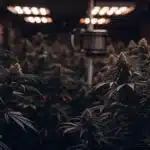 Indoor cannabis grow room with mature flowering plants under dim LED grow lights.
