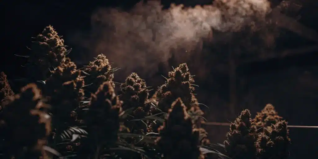 Dense cannabis buds in a dark indoor grow room with visible mist and dramatic lighting.