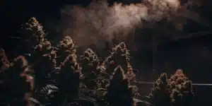 Dense cannabis buds in a dark indoor grow room with visible mist and dramatic lighting.