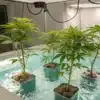 Deep Water Culture Cannabis Growing System