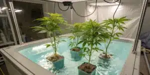 Deep Water Culture Cannabis Growing System