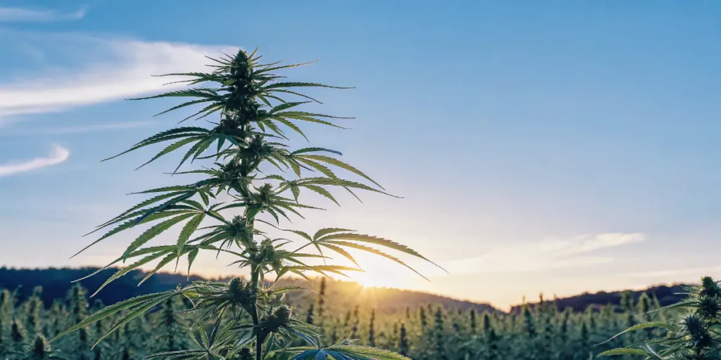 Flowering cannabis plant standing in a large outdoor field at sunrise under a clear blue sky.