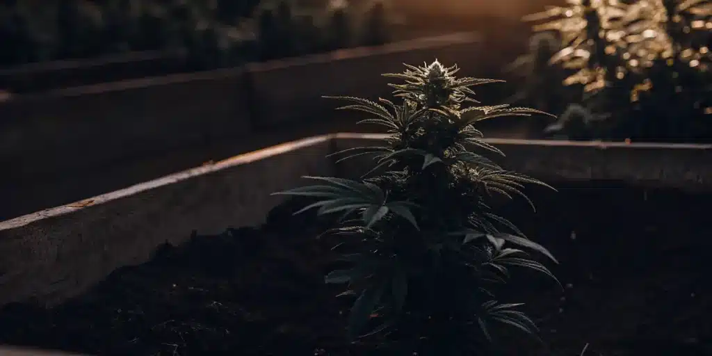 Flowering cannabis plant growing in raised soil bed inside greenhouse at sunset.