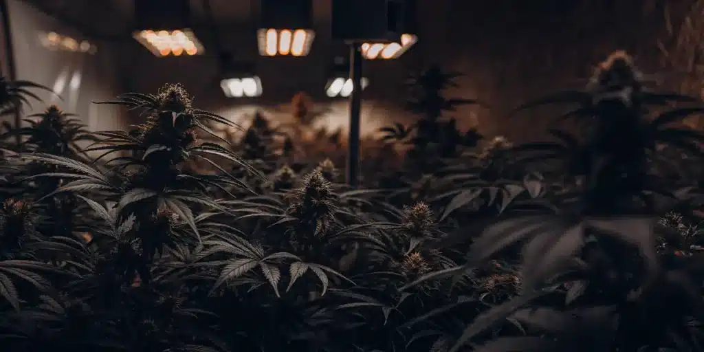 Flowering cannabis plants growing indoors under modern LED lighting in a dark cultivation facility.