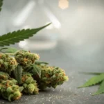 Sleepy Joe Strain is typically an Indica-dominant hybrid.