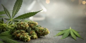 Sleepy Joe Strain is typically an Indica-dominant hybrid.
