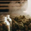 Freshly cured cannabis buds beside open glass jars in a warm curing room with visible vapor.